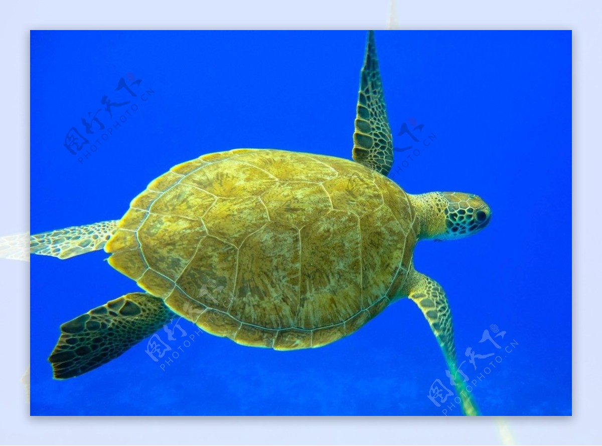 海龟图片