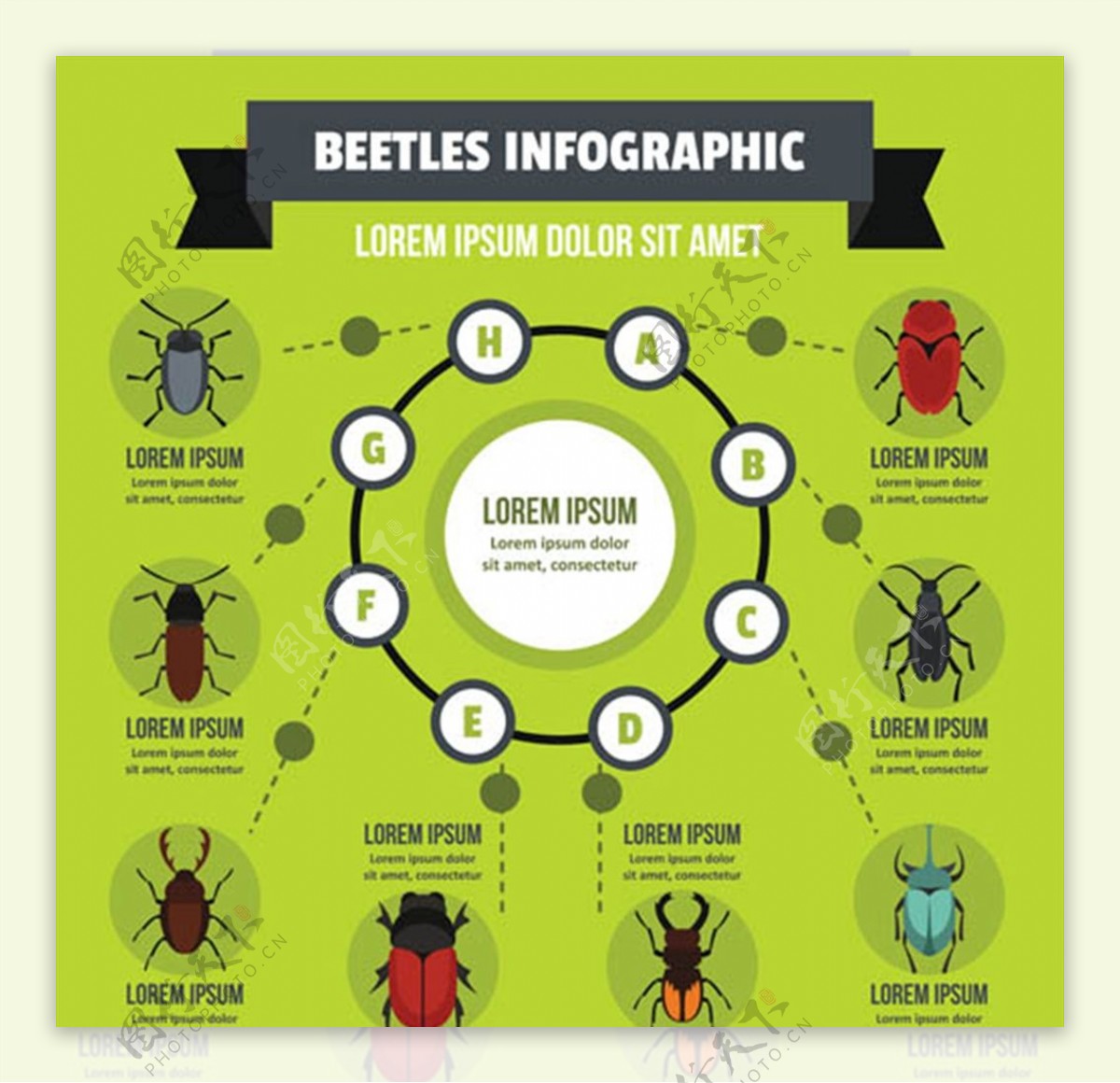 昆虫信息图表图片