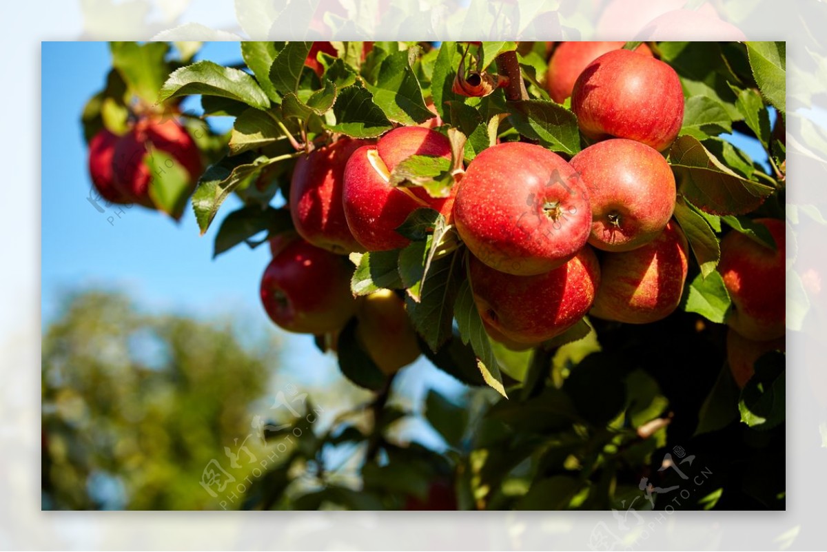 树上的红富士苹果图片