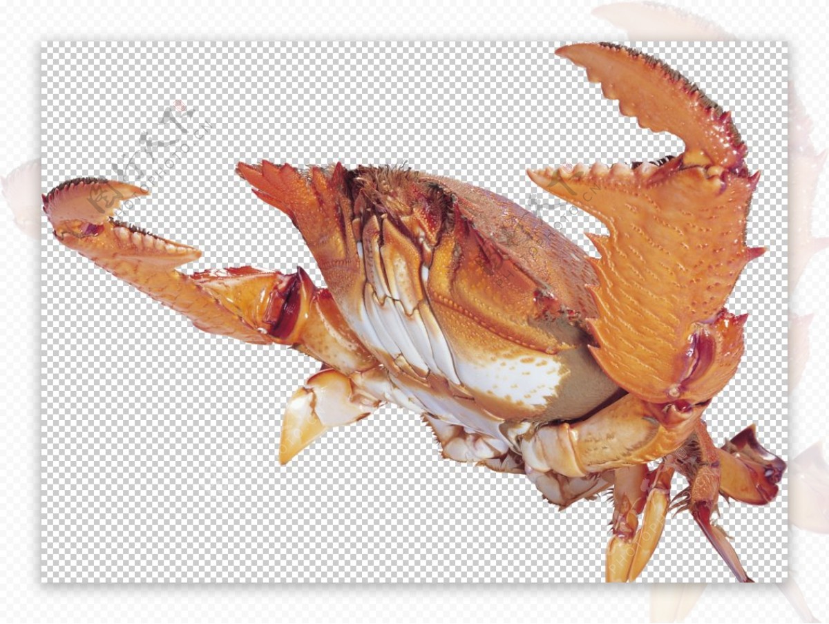 螃蟹图片