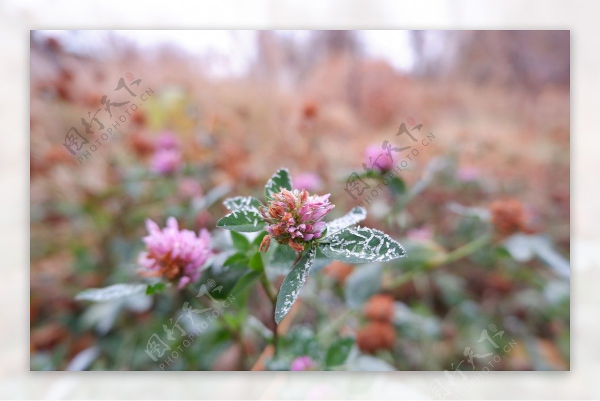 粉色花朵绿叶植物背景图片