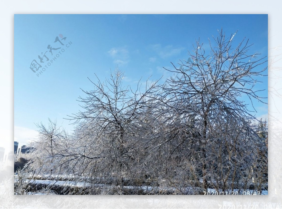 冻雨冰凝固时间雪树图片