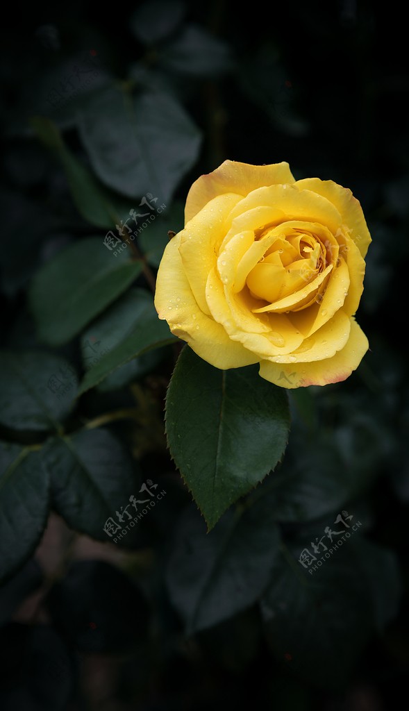 黄色玫瑰特写图片