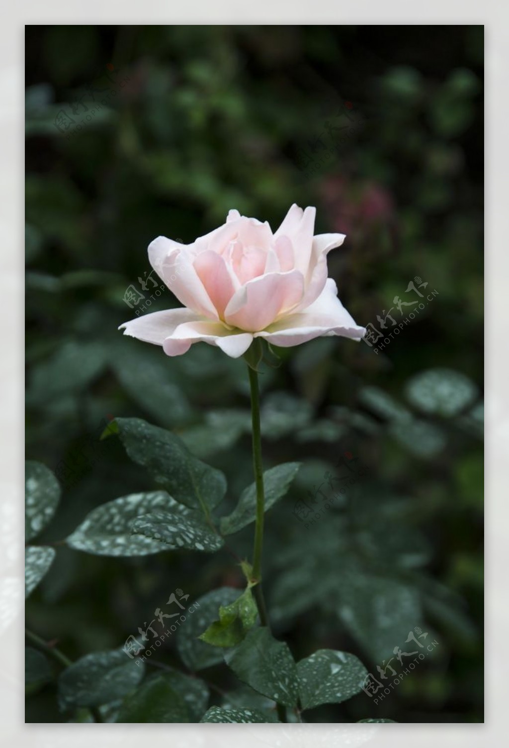 花卉摄影素材一朵白玫瑰图片