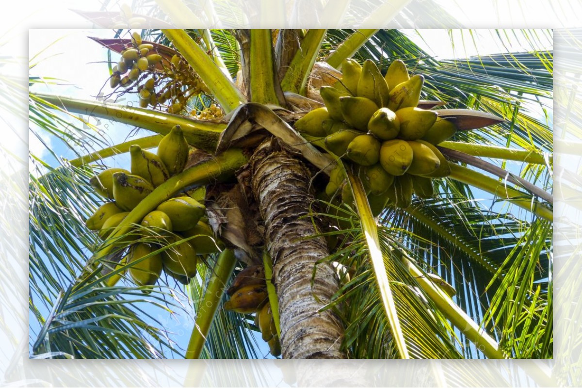 树上清甜的椰子图片