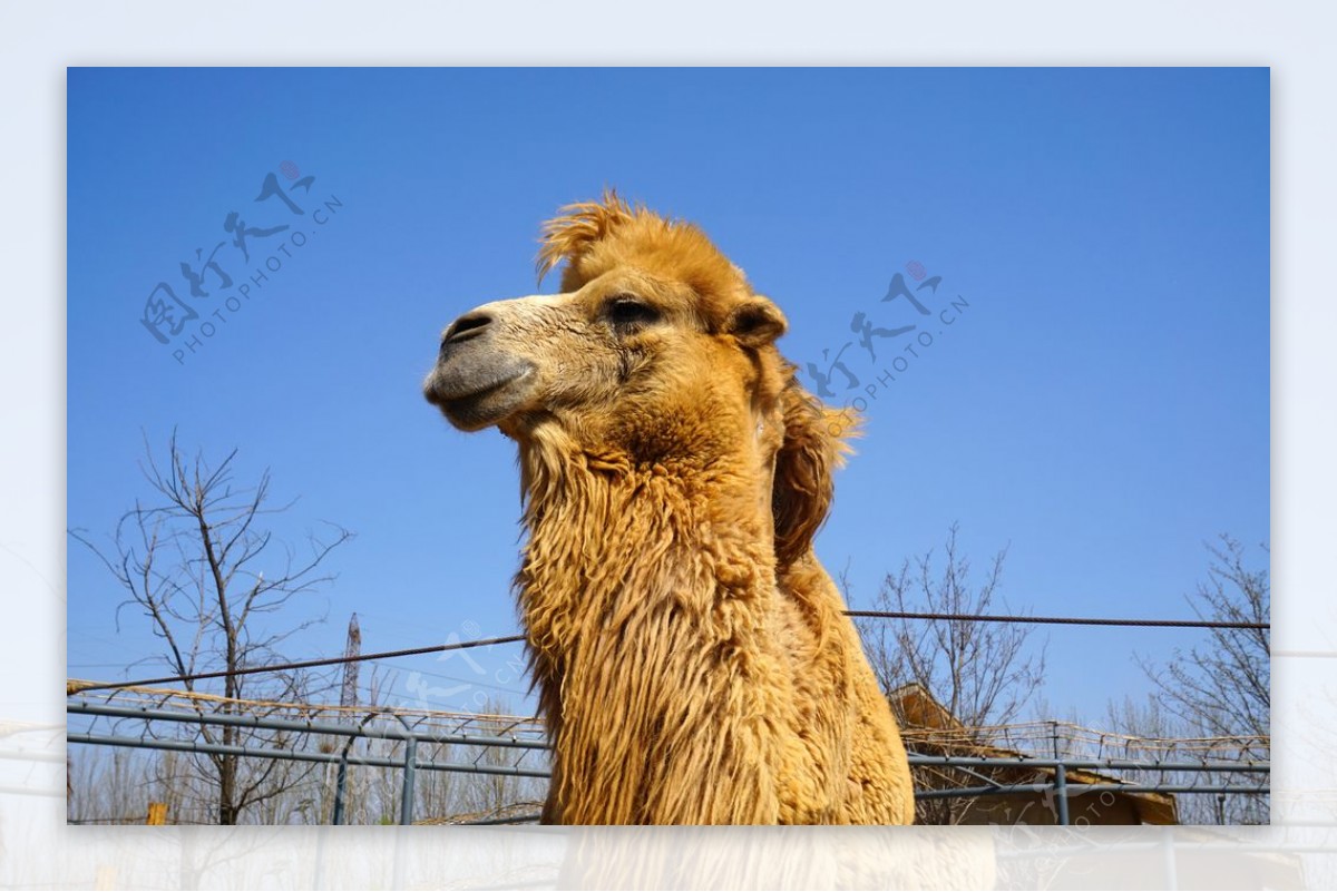 动物摄影骆驼特写图片