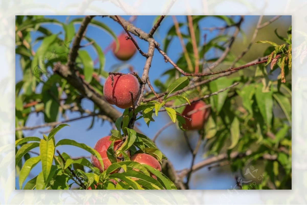 树枝上成熟的水蜜桃图片