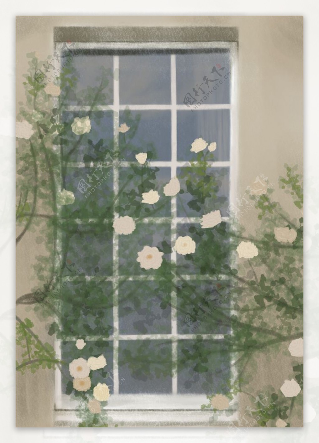 窗外盛开的白蔷薇图片