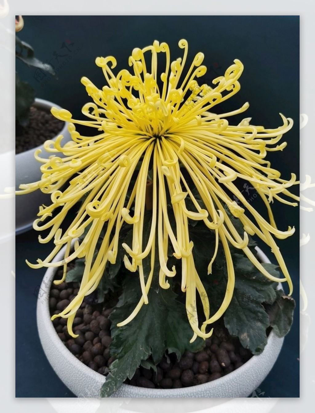 菊科花卉图片