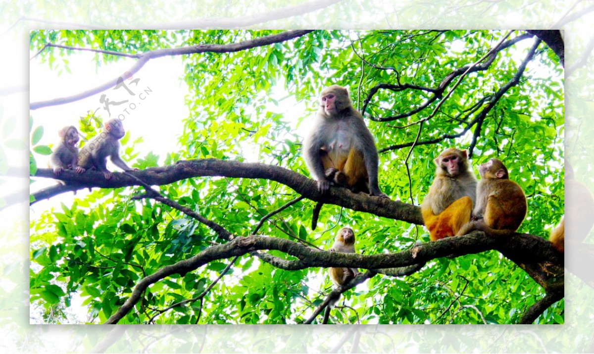 景区树上猴子图片