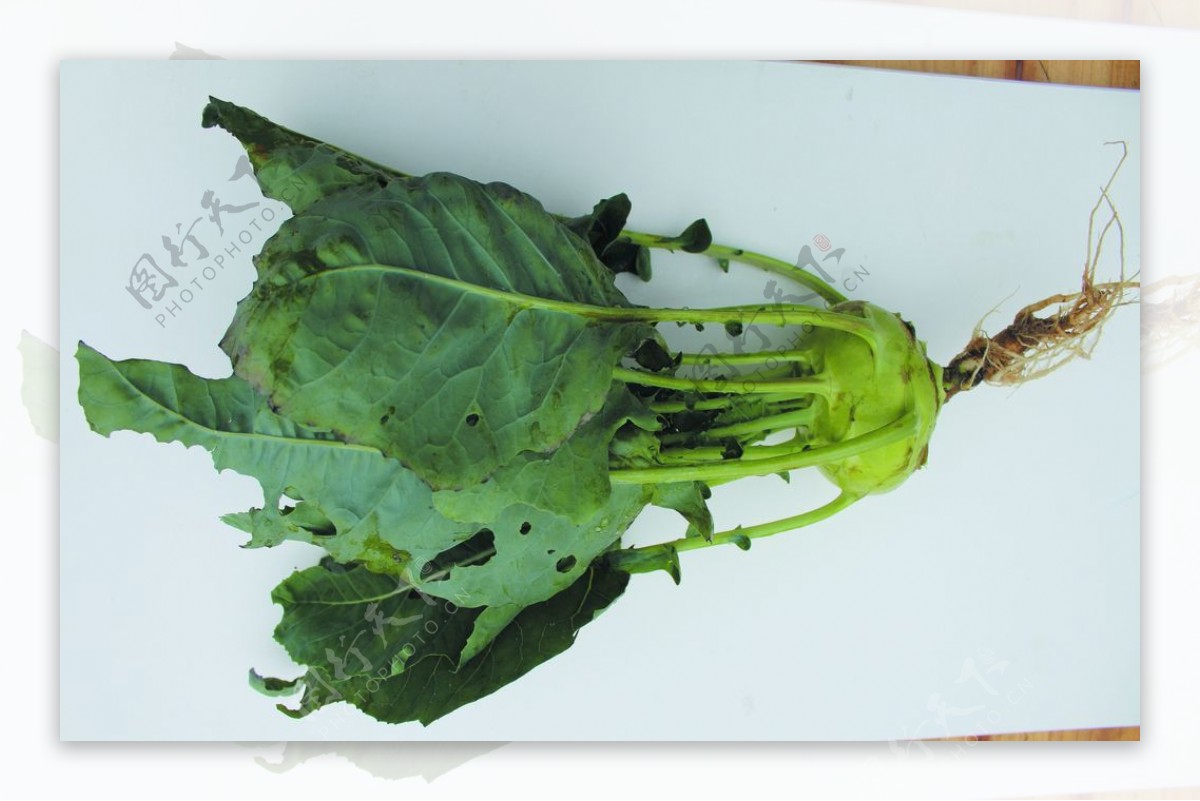 苤兰绿色蔬菜图片素材-编号40055596-图行天下