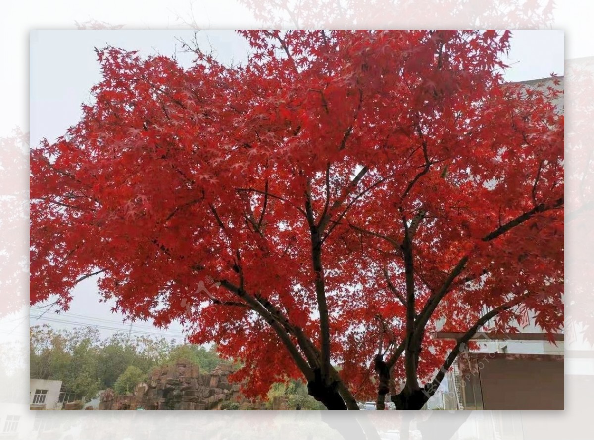 红树图片