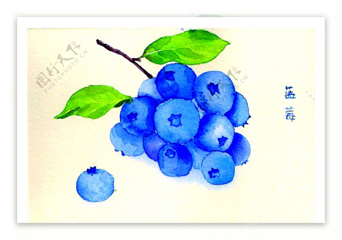 蓝莓手绘图片