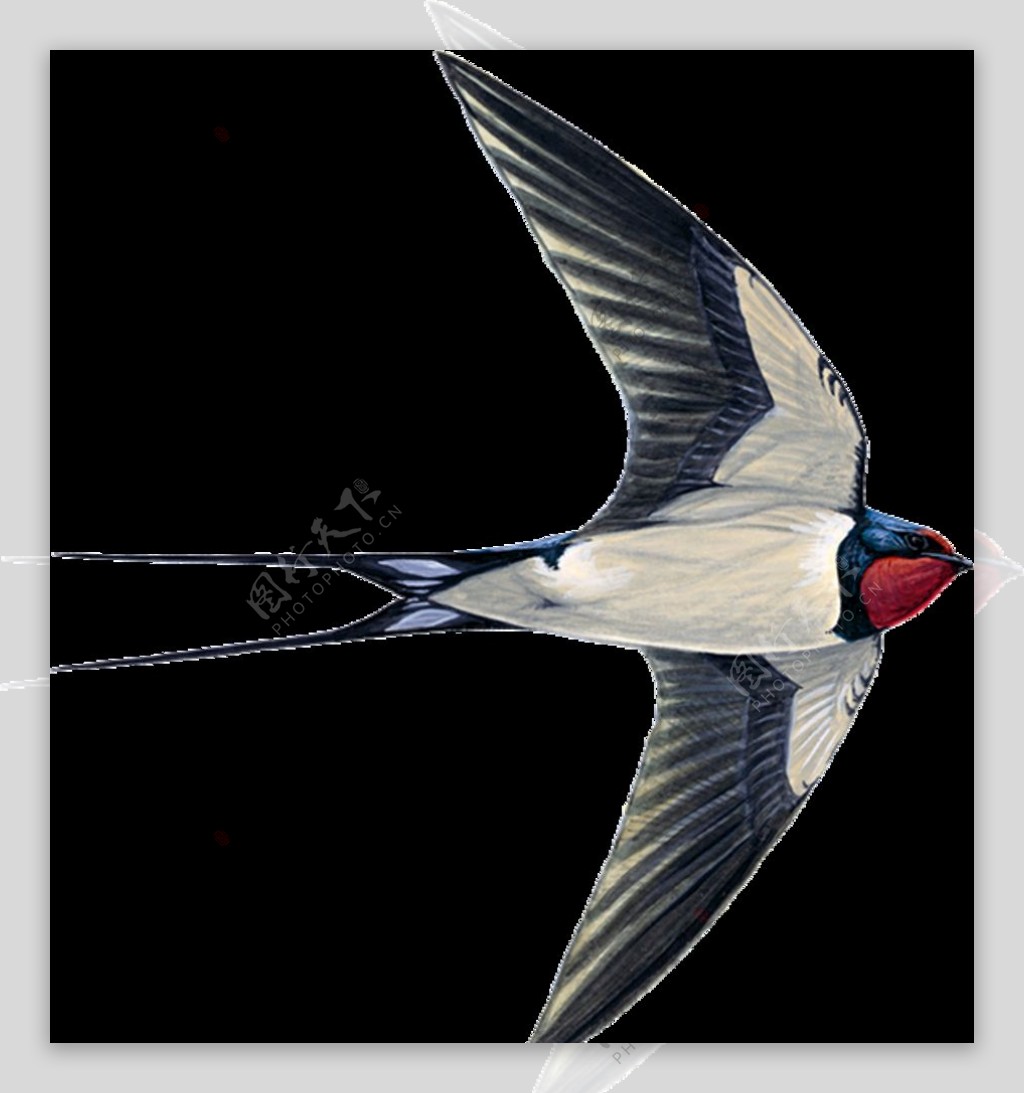 燕子素材鸟类模板PNG模版图片