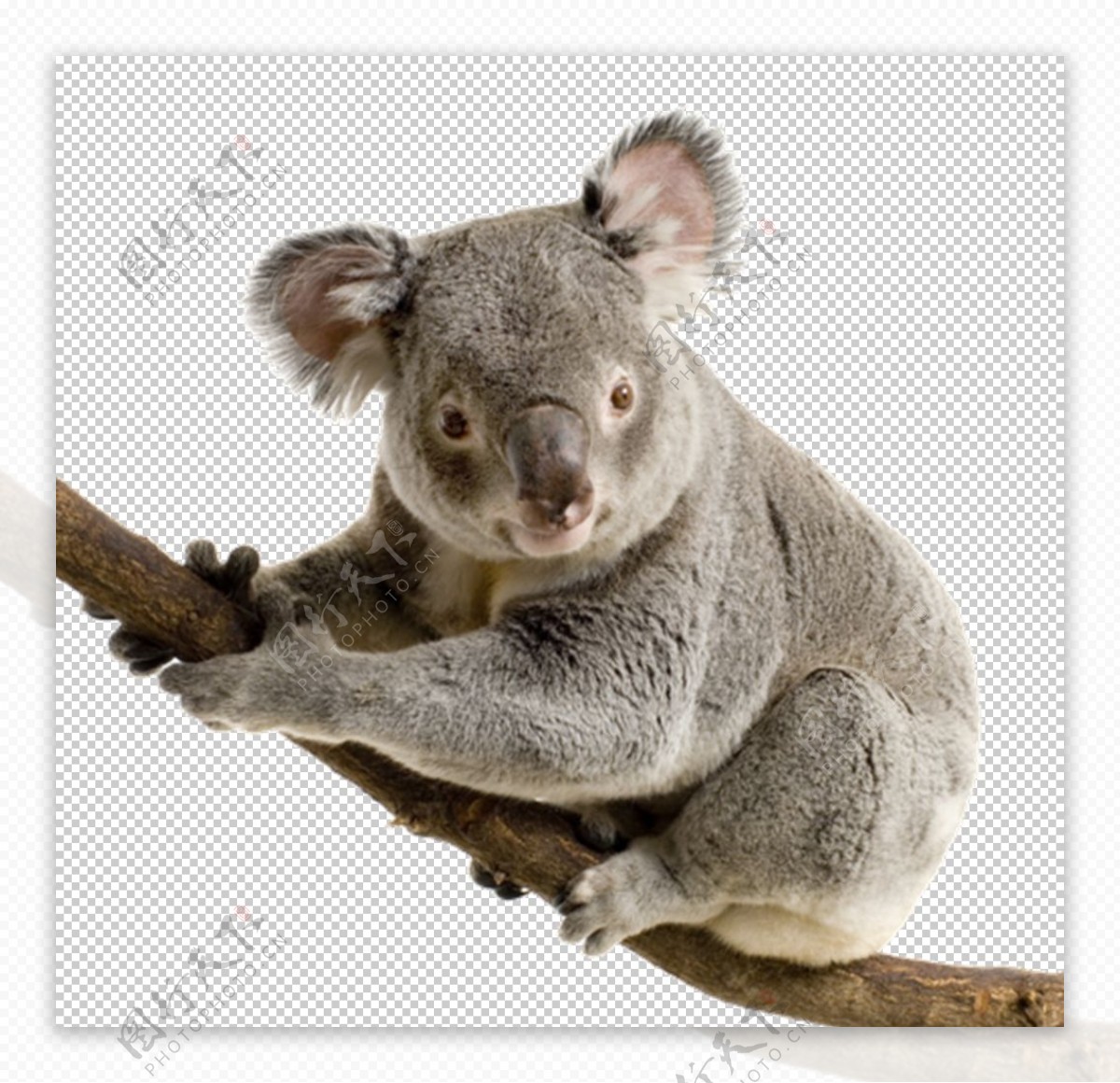 Free Images : wildlife, fauna, australia, vertebrate, marsupial, koala ...