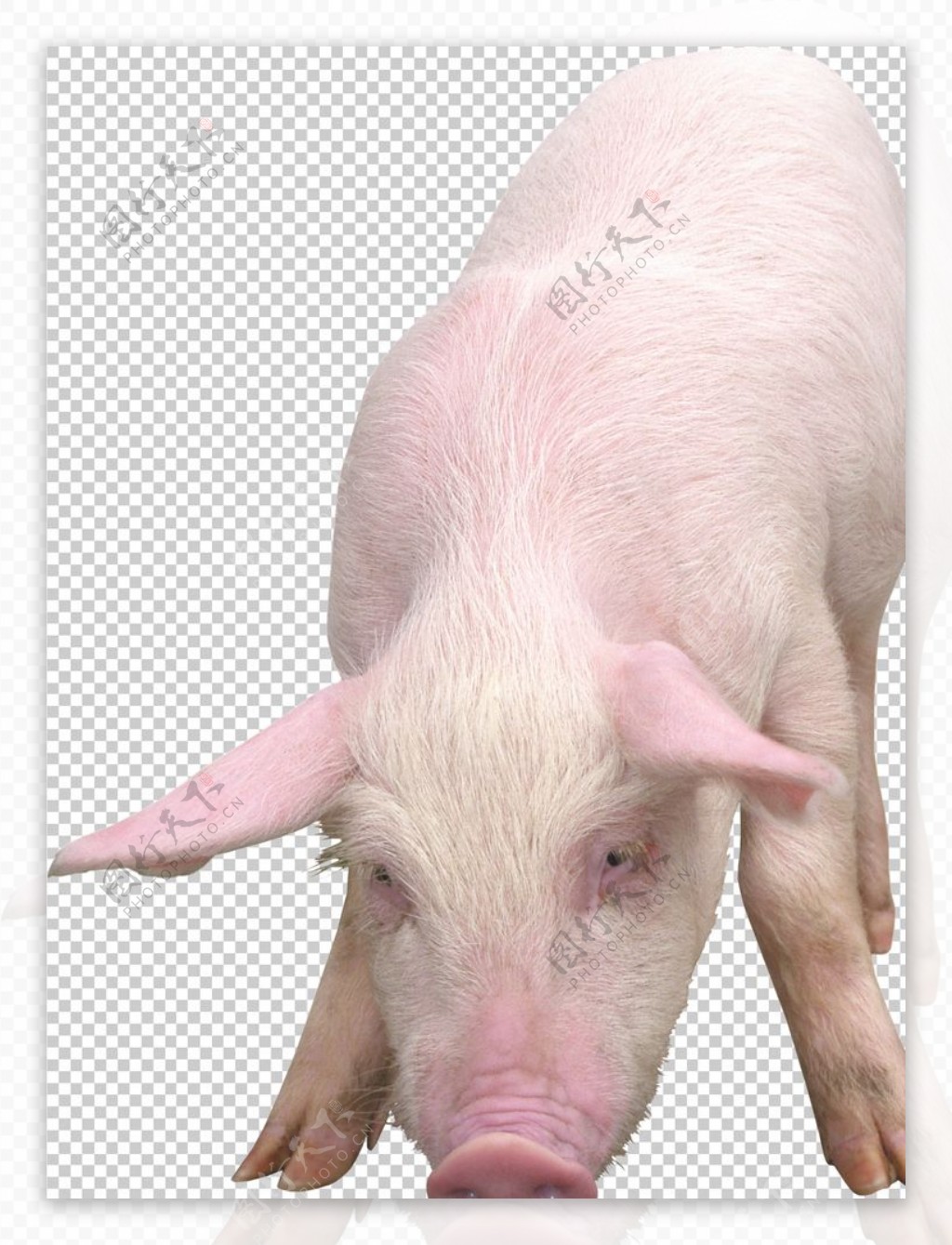 猪图片