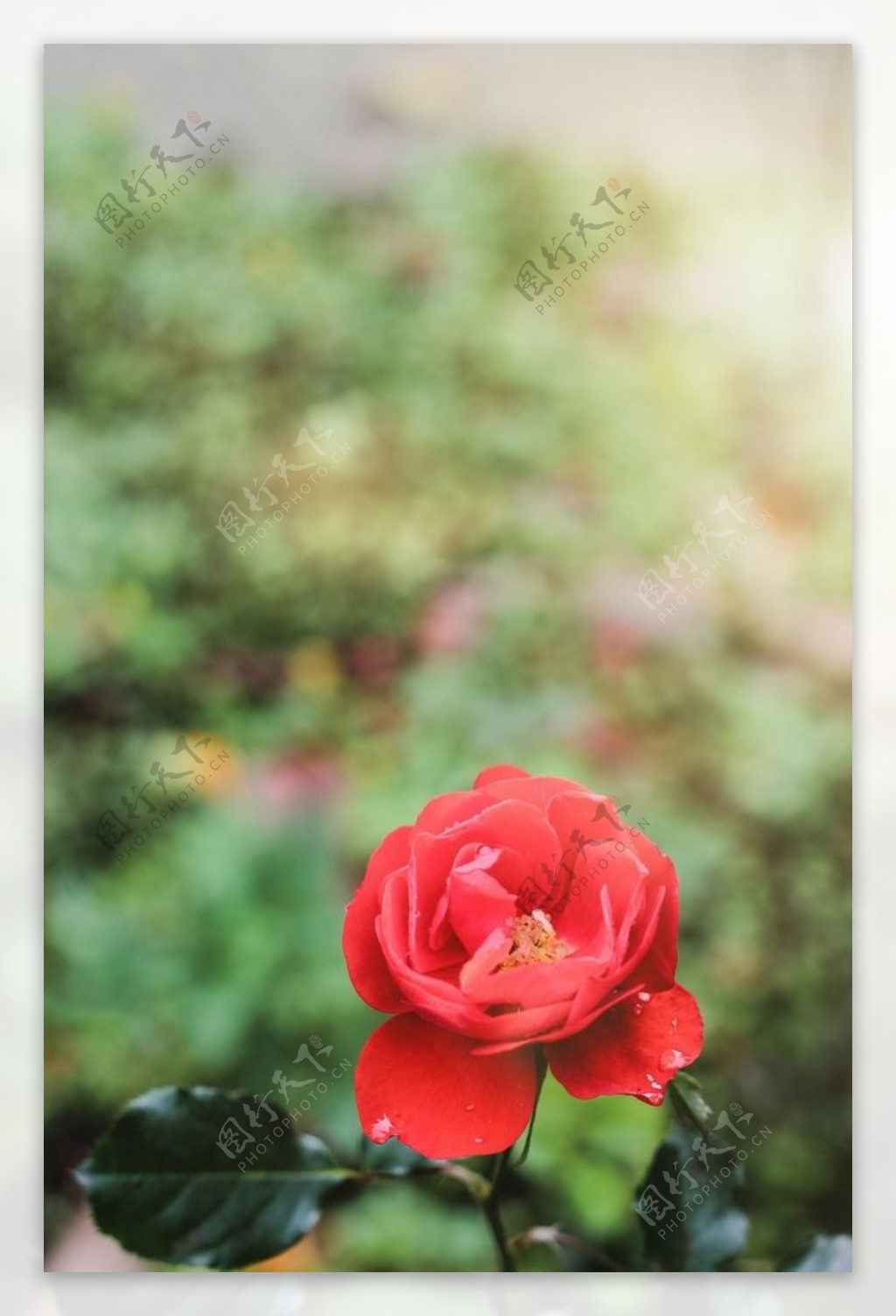红玫瑰花图片素材-编号27035945-图行天下