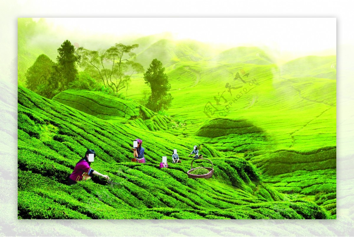 茶叶茶文化茶叶素材图片
