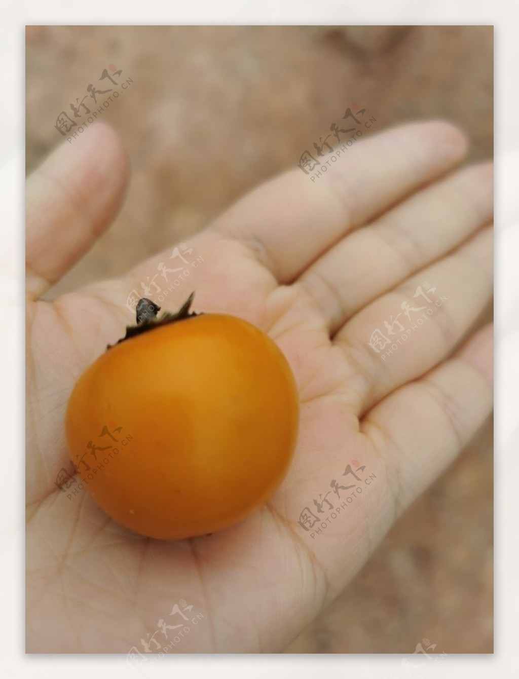 柿子图片
