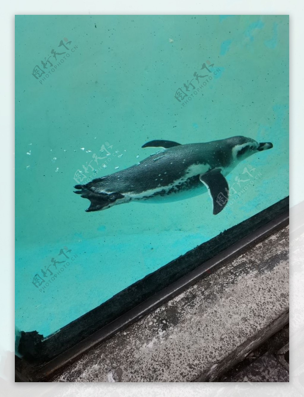 动物园企鹅图片