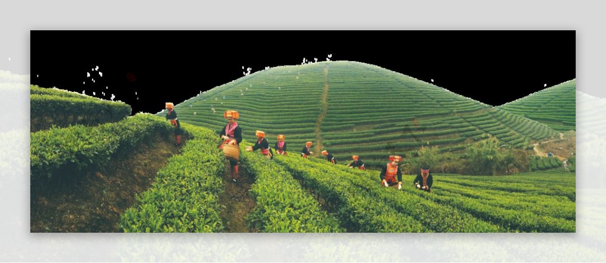 茶山图片