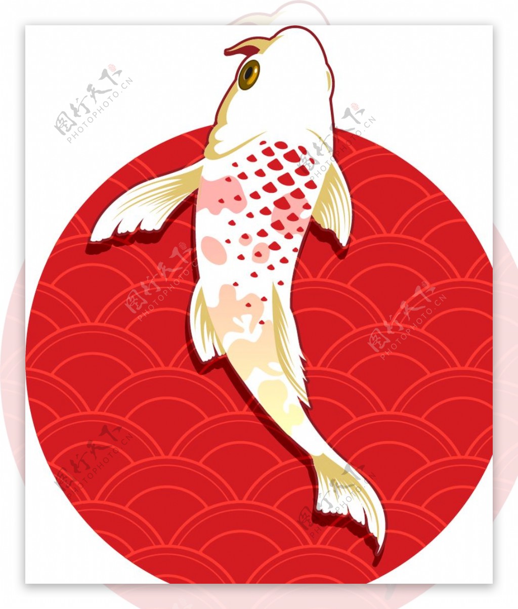 日系锦鲤插画图片